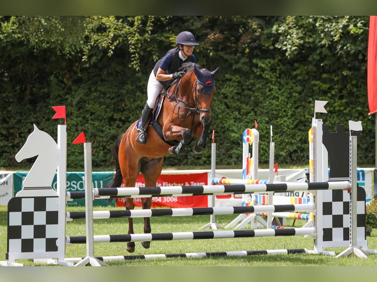 Koń holsztyński Wałach 5 lat 167 cm Gniada in Schwanau