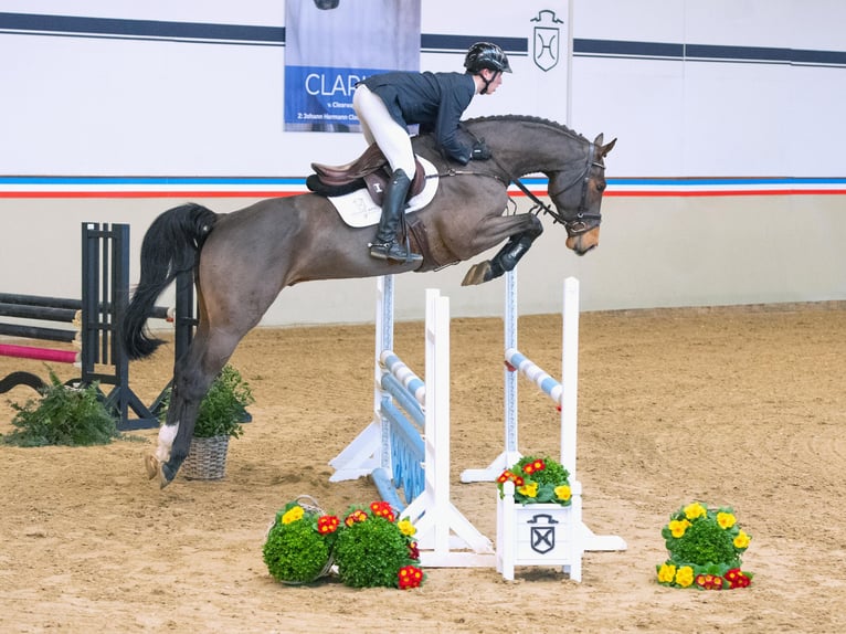 Koń holsztyński Wałach 5 lat 170 cm Gniada in Elmshorn