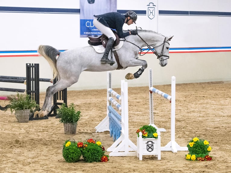 Koń holsztyński Wałach 5 lat 170 cm Siwa in Elmshorn