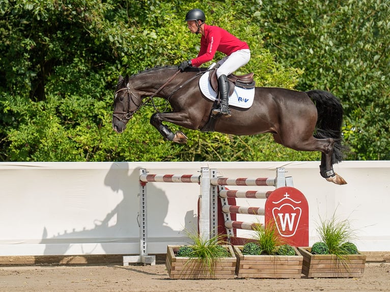 Koń holsztyński Wałach 5 lat 170 cm Skarogniada in Münster