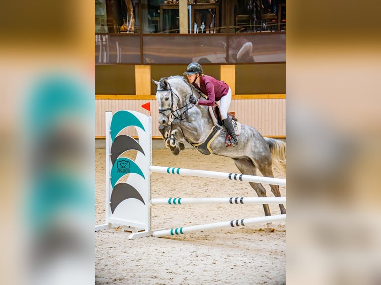 Koń holsztyński Wałach 5 lat Siwa in Seirijai