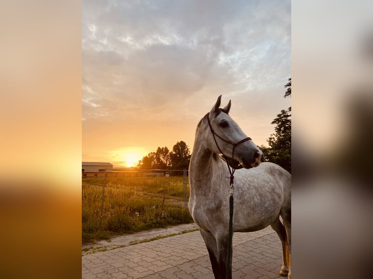 Koń holsztyński Wałach 6 lat 165 cm Siwa w hreczce in Schönwalde OT Pausin