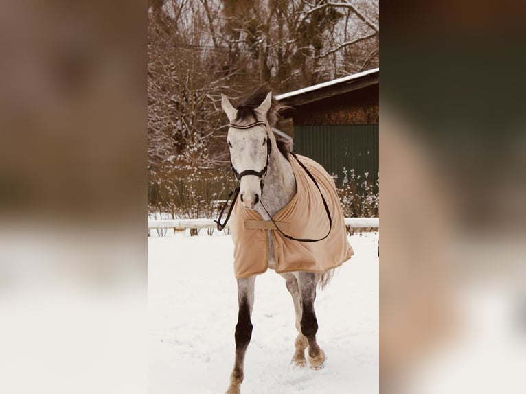 Koń holsztyński Wałach 6 lat 165 cm Siwa w hreczce in Schönwalde OT Pausin