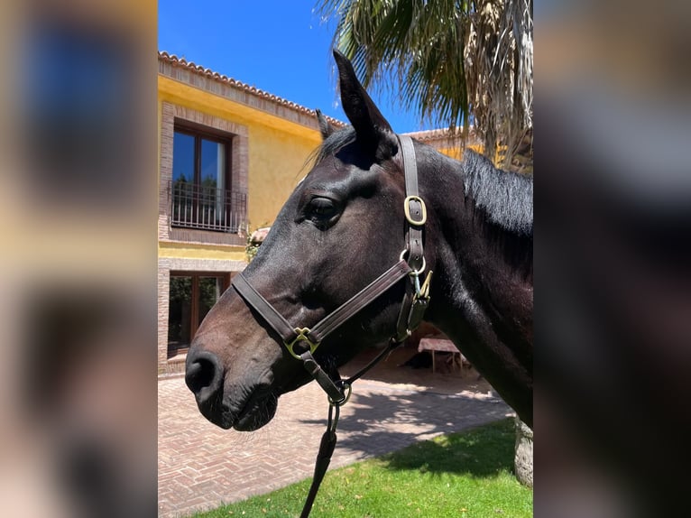 Koń holsztyński Wałach 6 lat 169 cm Gniada in Madrid