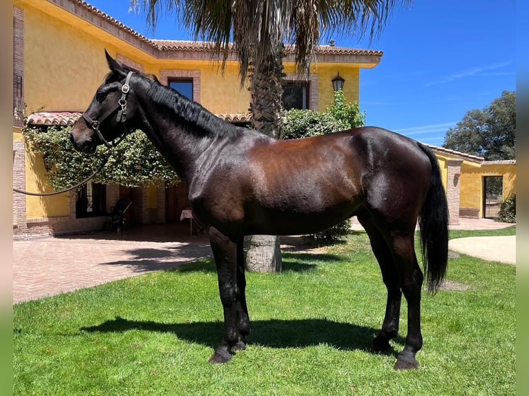 Koń holsztyński Wałach 6 lat 169 cm Gniada in Madrid