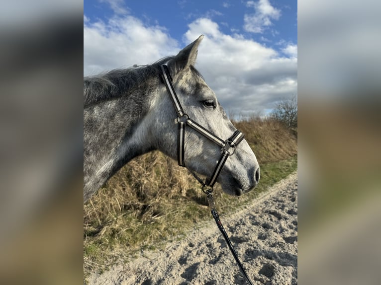 Koń holsztyński Wałach 6 lat 172 cm Siwa jabłkowita in Coburg