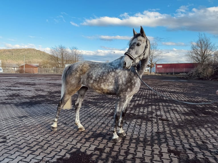Koń holsztyński Wałach 6 lat 172 cm Siwa jabłkowita in Coburg