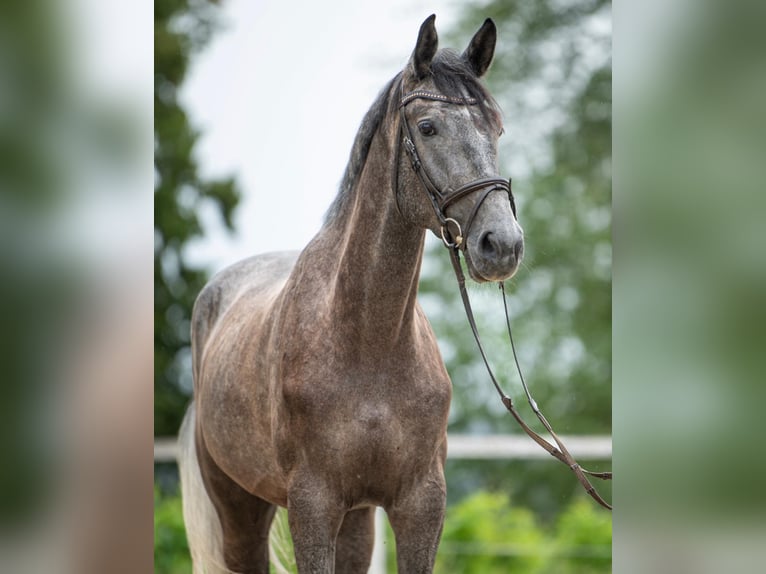 Koń holsztyński Wałach 6 lat 172 cm Siwa in St.Stefan/R