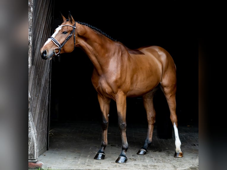 Koń holsztyński Wałach 6 lat 175 cm Gniada in Altenberge