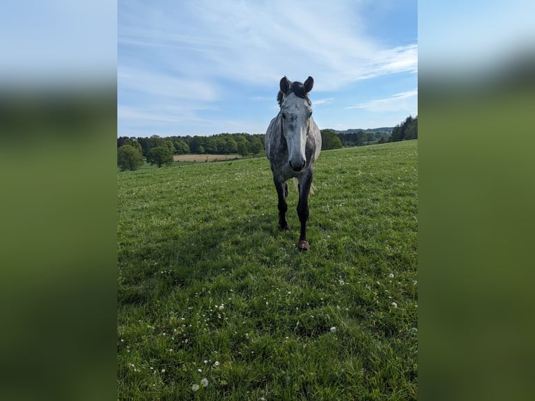 Koń holsztyński Wałach 6 lat 178 cm Siwa jabłkowita in Felde