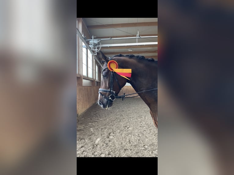 Koń holsztyński Wałach 7 lat 168 cm Gniada in Quickborn