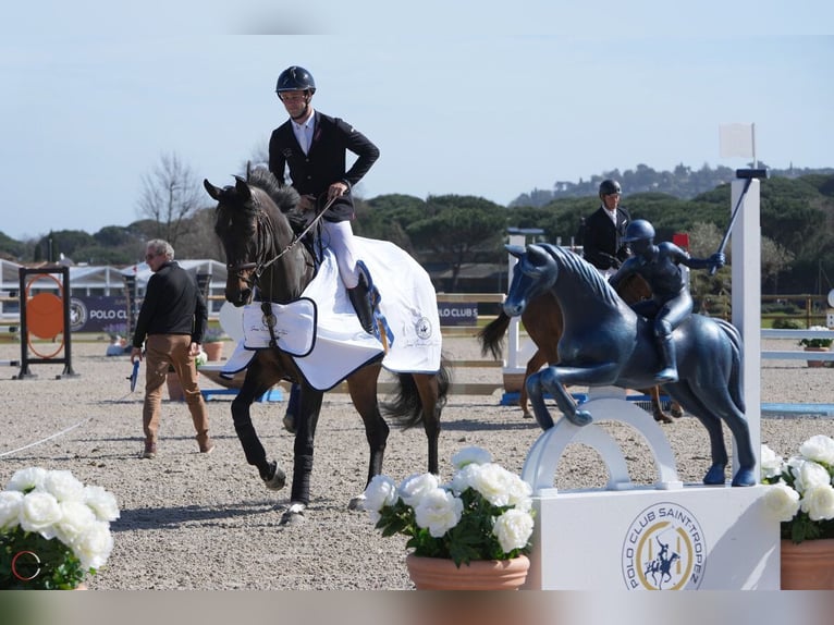 Koń holsztyński Wałach 7 lat 169 cm Skarogniada in Sint-Martens-Lennik