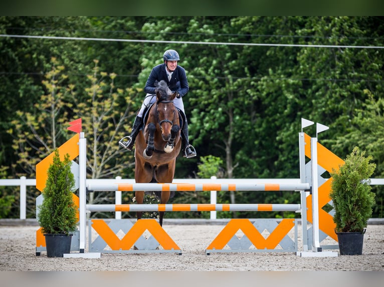 Koń holsztyński Wałach 7 lat 170 cm Gniada in Altwis