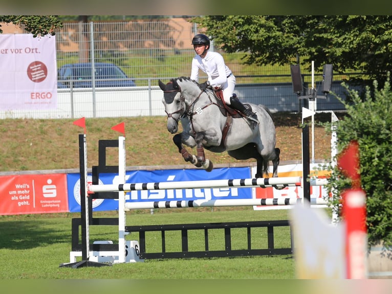 Koń holsztyński Wałach 7 lat 170 cm Siwa in OhlsbachGengenbach