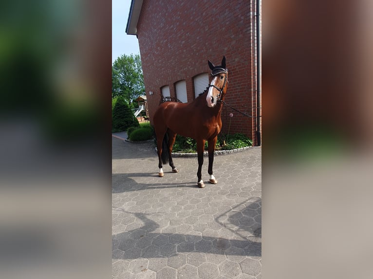 Koń holsztyński Wałach 7 lat 176 cm Gniada in Bad Laer