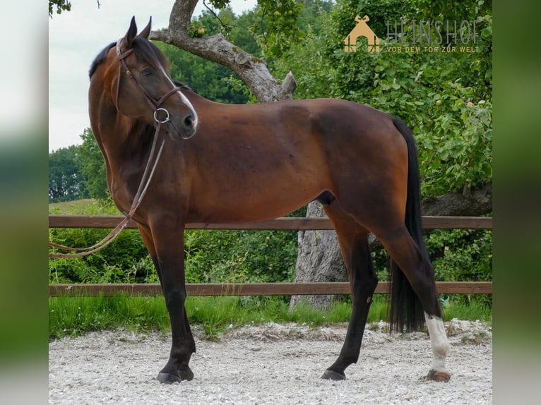 Koń holsztyński Wałach 7 lat 179 cm Gniada in Egestorf