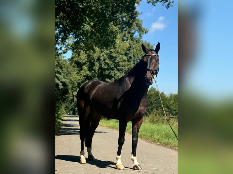 Koń holsztyński Wałach 8 lat 168 cm Ciemnogniada in Kerpen