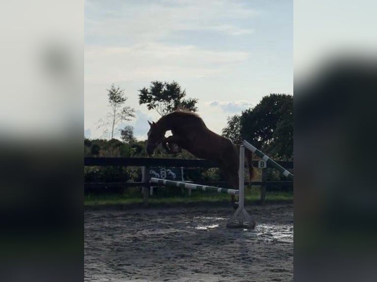 Koń holsztyński Wałach 8 lat 173 cm Kasztanowata in Bonn