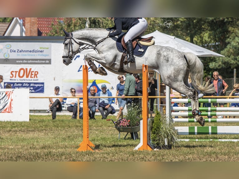 Koń holsztyński Wałach 8 lat 174 cm Siwa jabłkowita in Mallentin