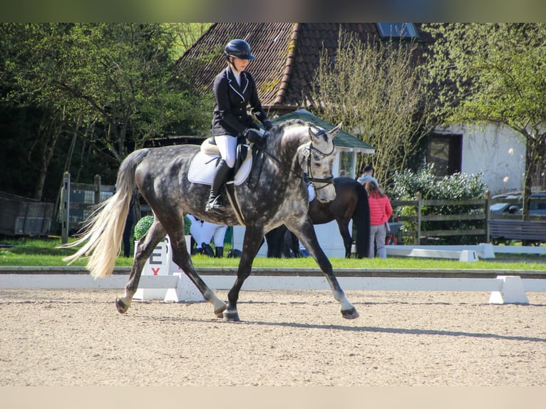 Koń holsztyński Wałach 8 lat 178 cm Siwa jabłkowita in Balve