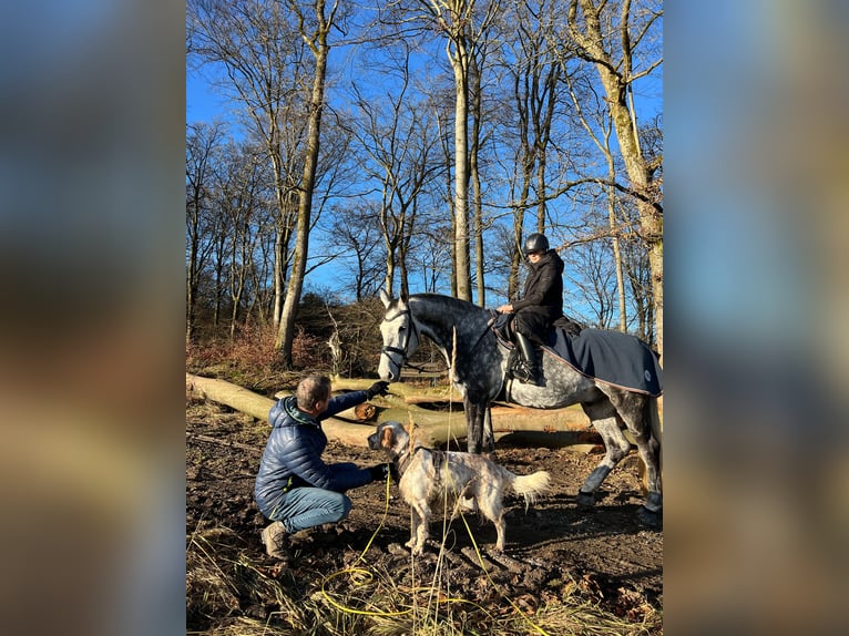 Koń holsztyński Wałach 8 lat 178 cm Siwa jabłkowita in Balve