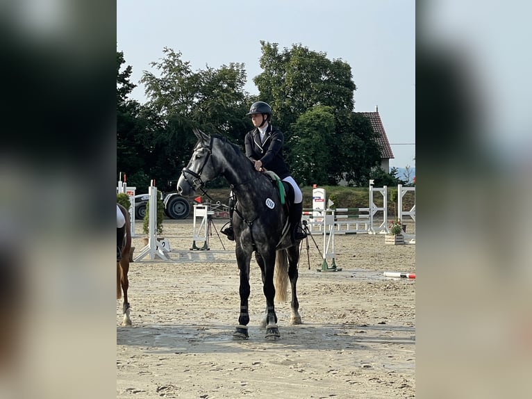 Koń holsztyński Wałach 8 lat 178 cm Siwa jabłkowita in Balve