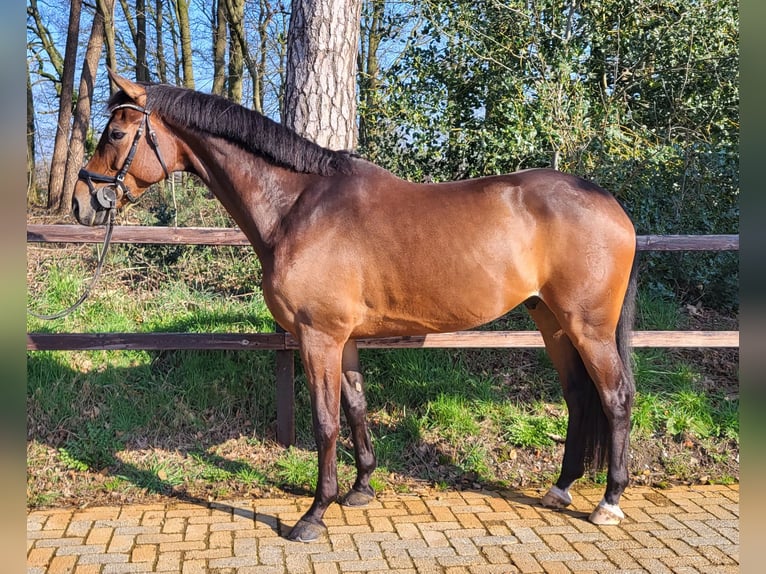 Koń holsztyński Wałach 9 lat 169 cm Gniada in winterswijk