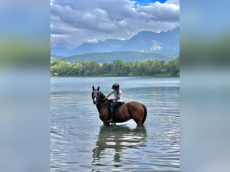 Koń holsztyński Wałach 9 lat 170 cm Gniada in Brederis