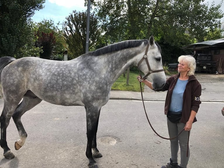 Koń holsztyński Wałach 9 lat 172 cm Siwa in Reichenbach