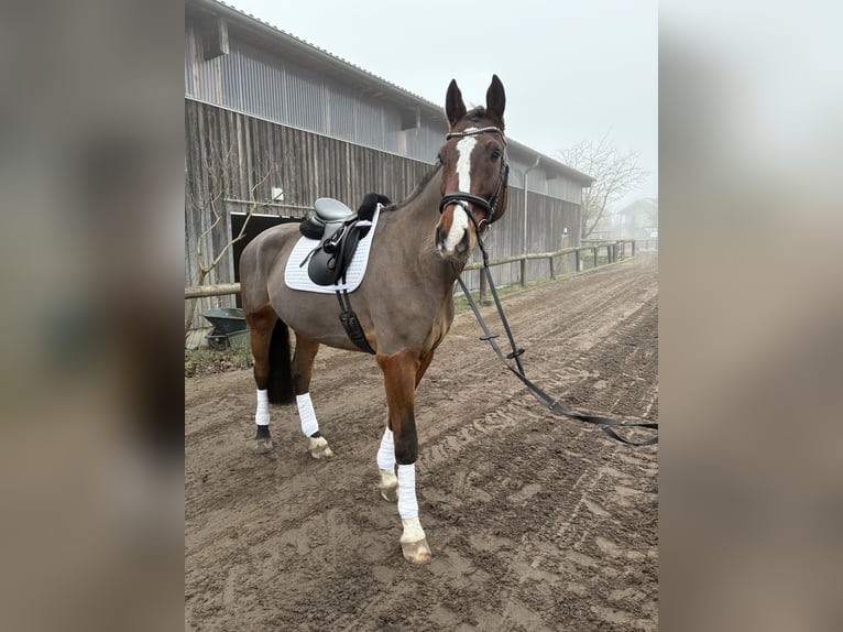 Koń holsztyński Wałach 9 lat 180 cm Gniada in Ketzin