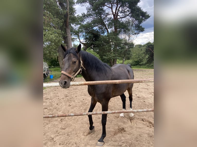 Koń holsztyński Wałach 9 lat in Pinnow
