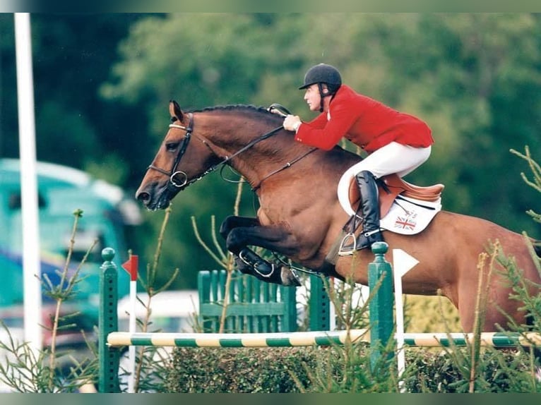 Koń holsztyński Nieznany Zygota  in GROTE-BROGEL