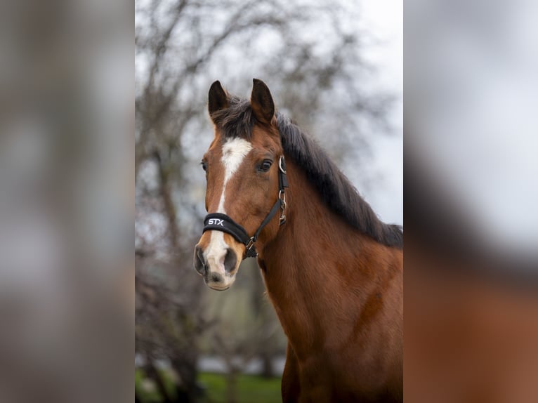 Koń holsztyński Nieznany Zygota  in GROTE-BROGEL