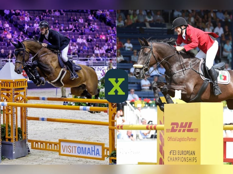 Koń holsztyński Nieznany Zygota  in WK Heerde