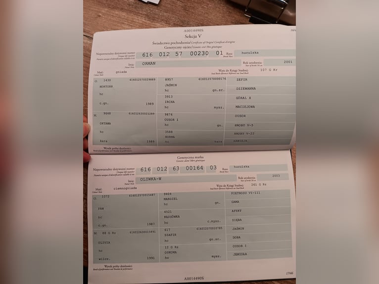 Koń huculski Klacz 10 lat 140 cm Bułana in Golmbach