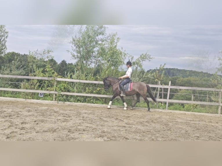 Koń huculski Klacz 10 lat 140 cm Kara in Mittergoggitsch