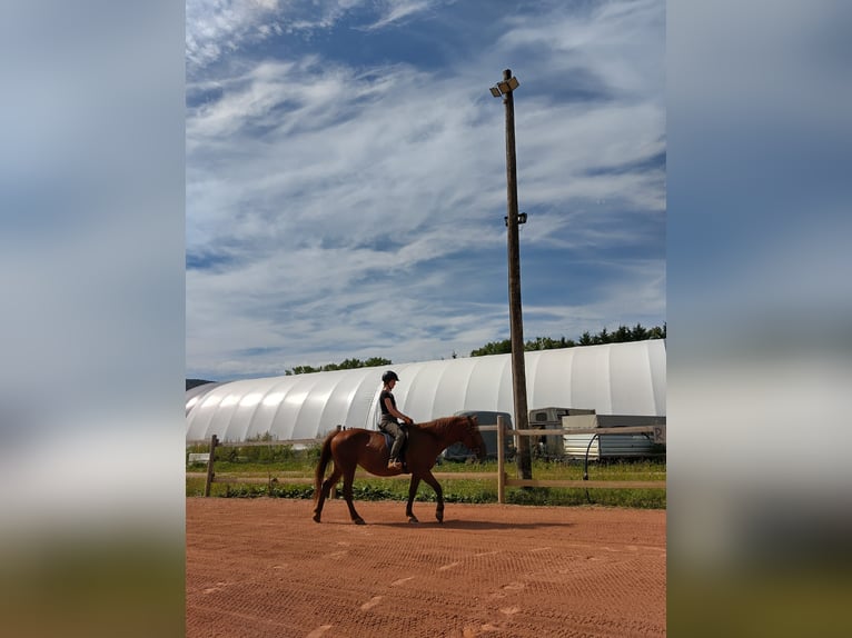 Koń huculski Mix Klacz 10 lat 145 cm Kasztanowata in Zeiselmauer