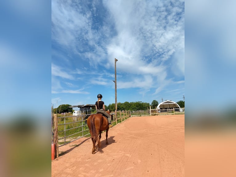 Koń huculski Mix Klacz 10 lat 145 cm Kasztanowata in Zeiselmauer