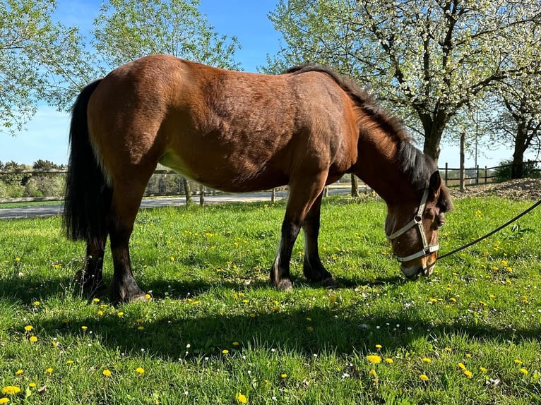 Koń huculski Mix Klacz 11 lat 132 cm Gniada in Kematen an der Ybbs