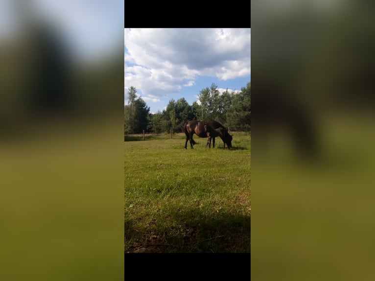 Koń huculski Klacz 12 lat 136 cm Gniada in Koniecpol