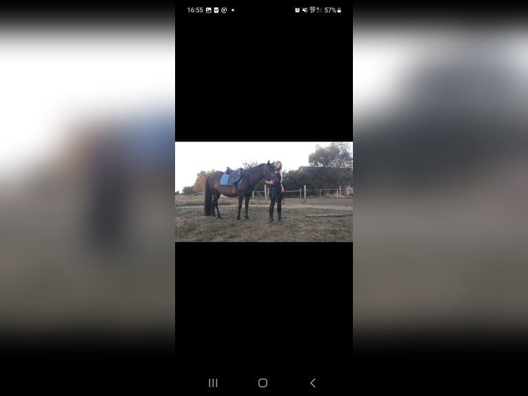 Koń huculski Klacz 12 lat 136 cm Gniada in Koniecpol