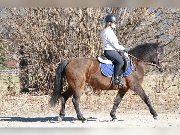 Koń huculski Klacz 12 lat 146 cm Bułana in Ramsau/D