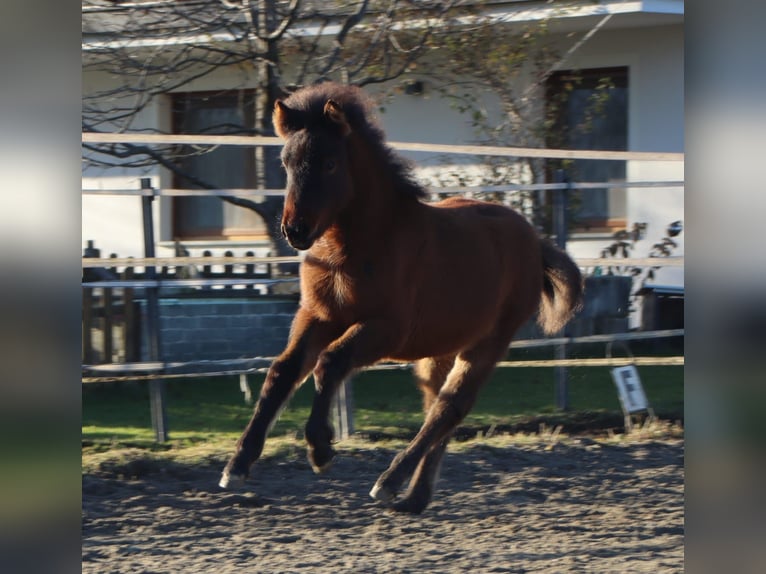 Koń huculski Mix Klacz 1 Rok 140 cm Gniada in Kirchbichl