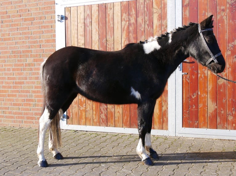 Koń huculski Klacz 4 lat 140 cm in Dorsten