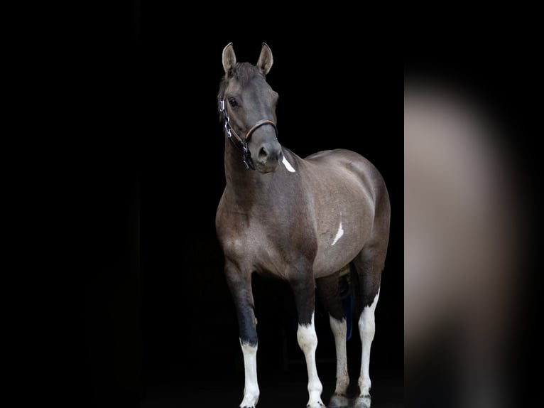 Koń huculski Klacz 4 lat 140 cm Srokata in Gelchsheim