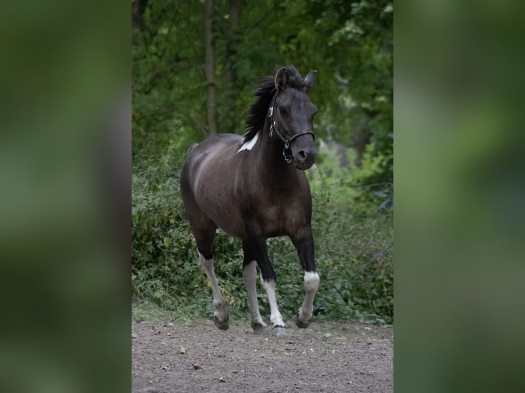 Koń huculski Klacz 4 lat 140 cm Srokata in Gelchsheim