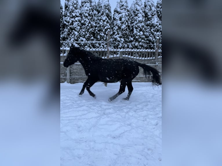 Koń huculski Klacz 5 lat 135 cm Kara in Rypin