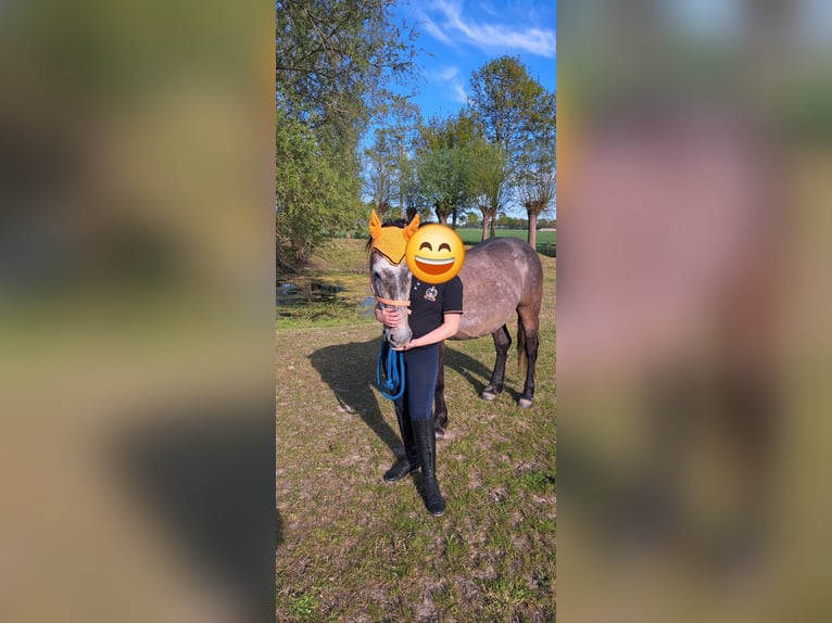 Koń huculski Mix Klacz 5 lat 145 cm Siwa in Ovezande