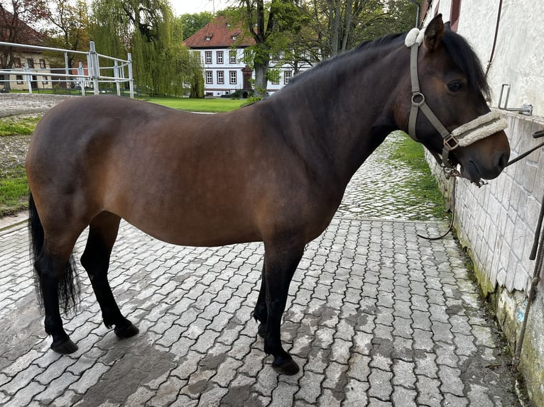 Koń huculski Klacz 6 lat 146 cm Gniada in Dassel