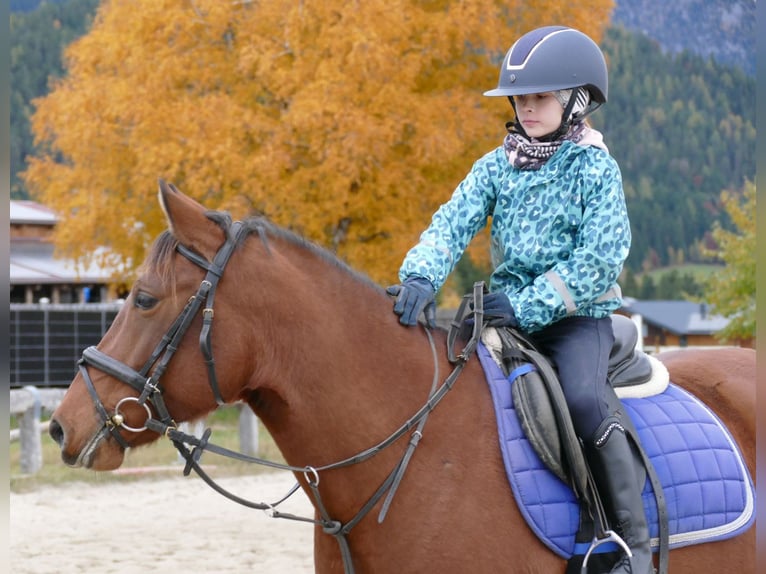 Koń huculski Klacz 6 lat 148 cm Bułana in Ramsau